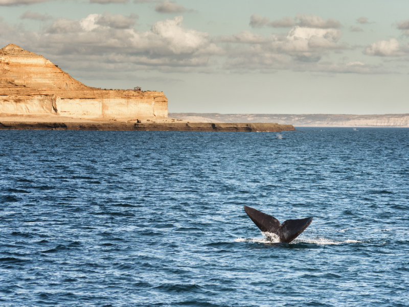Puerto Madryn - Express