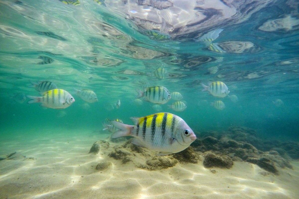 Viví Porto de Galinhas | Salida 25 de Enero