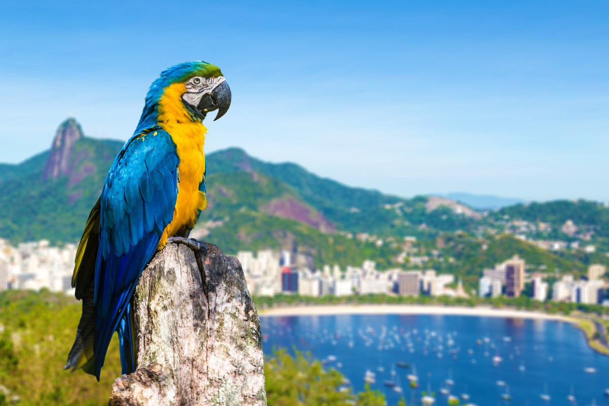 Conoce Rio de Janeiro | Salida 11,18,25 de Enero