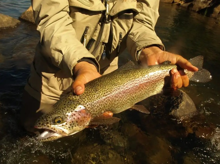 Pesca
