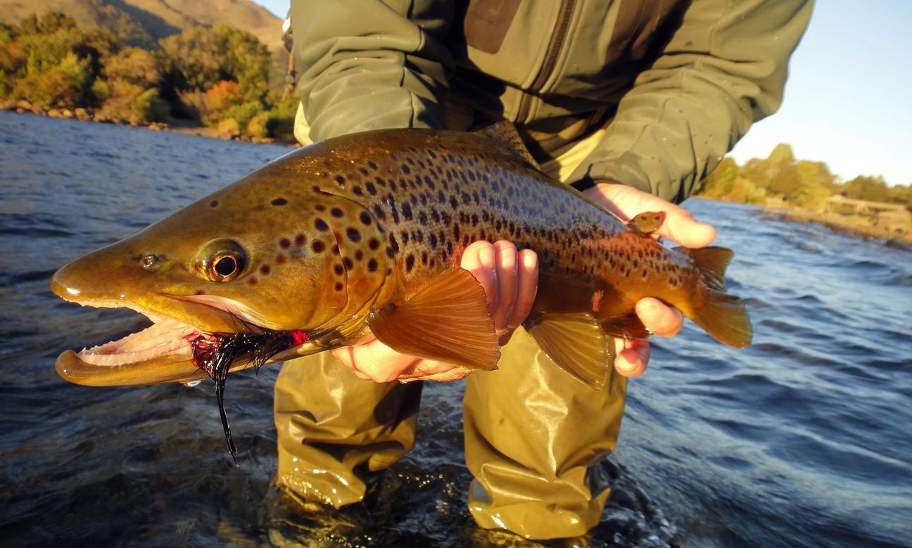 Pesca en San Martin de los Andes - Vadeo medio dia