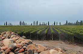 Alta Gama | Bodega Piedra Infinita