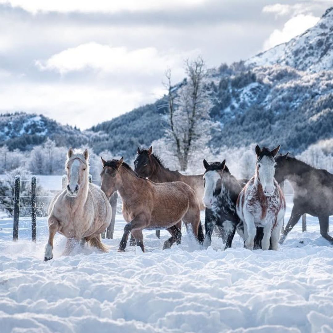 Cabalgatas Blancas